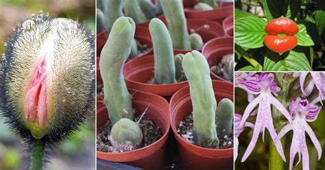 erotic flower|17 Adult Plants That Look Like They Come Straight Out of Porn .